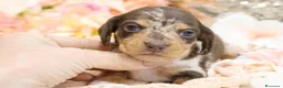 Bassotto cani in vendita: Bassotti toy a Ente di decentramento regionale di Udine - Annuncio 1