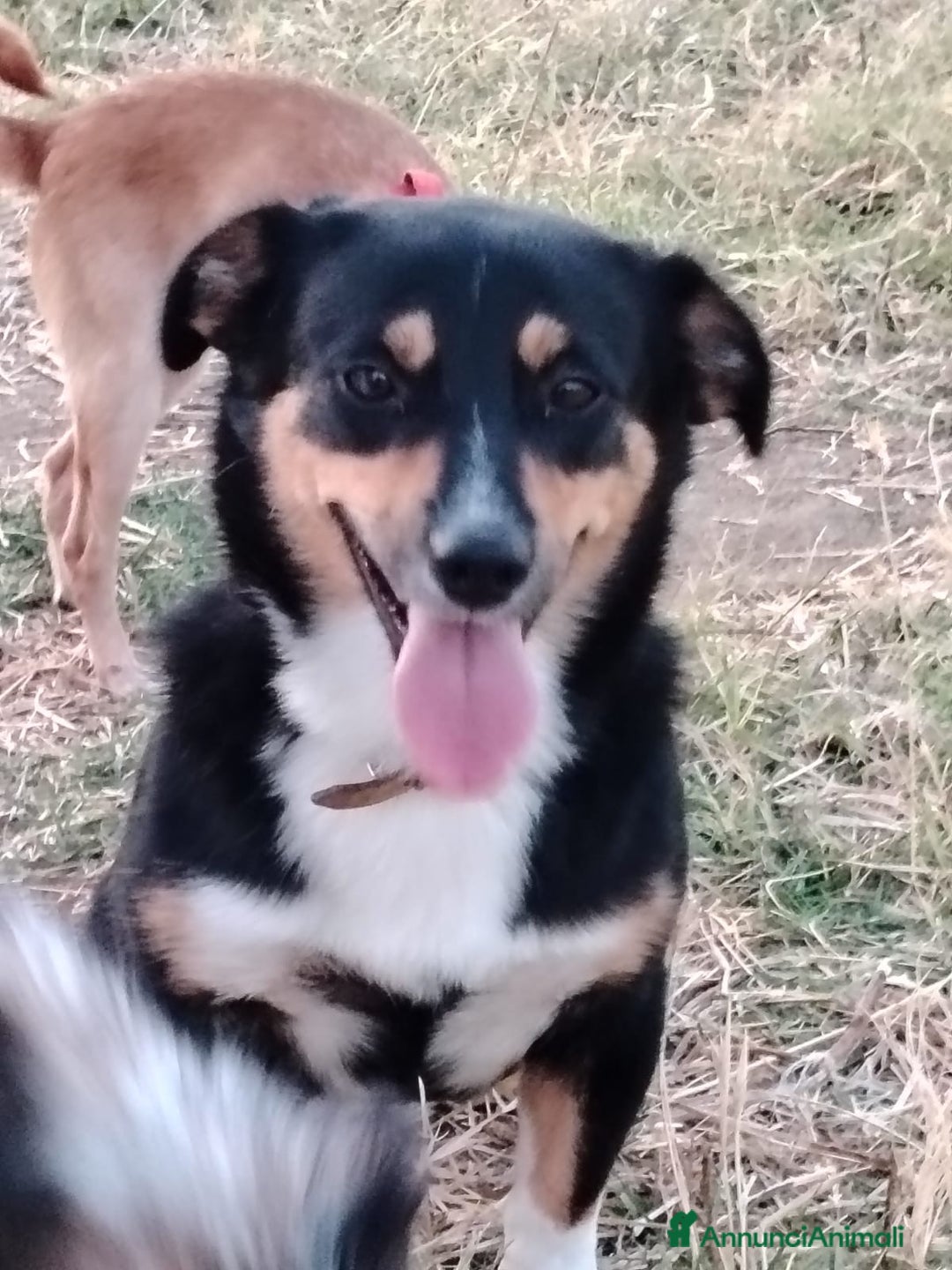 Meticcio cani in regalo: OSCAR 💙 -taglia piccola, buonissimo! Chiama!!🙏🏻 - Annuncio 11