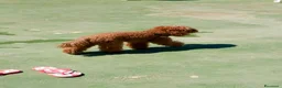 Barboncino Toy cani per accoppiamento: Toy red - Annuncio 4
