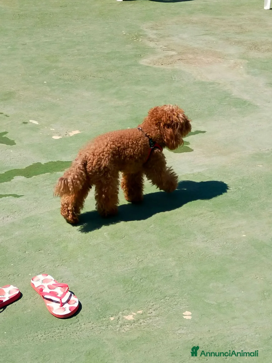 Barboncino Toy cani per accoppiamento: Toy red - Annuncio 4