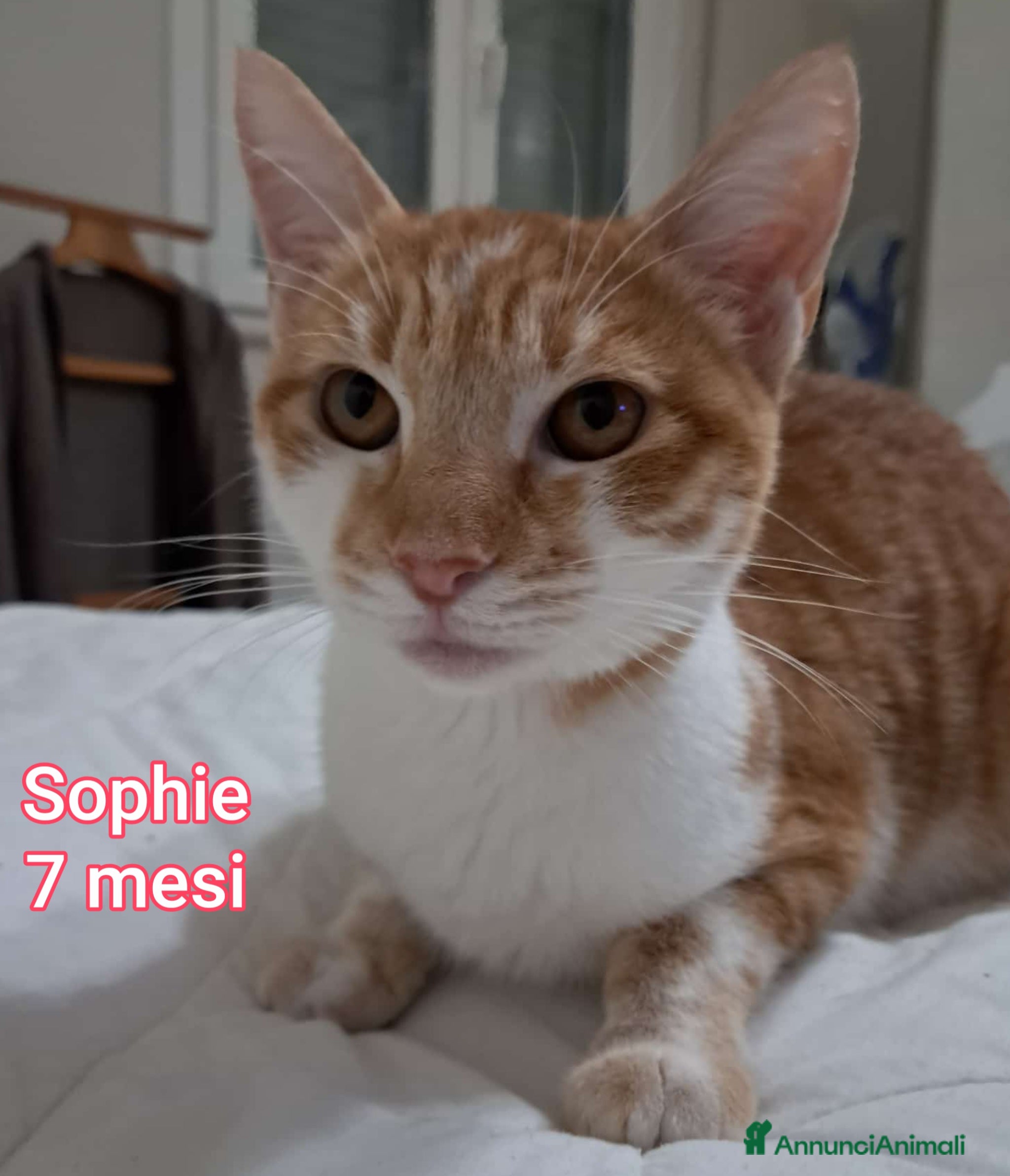 Europeo gatti TANTI MICINI SOLI!!!  - Annuncio 13