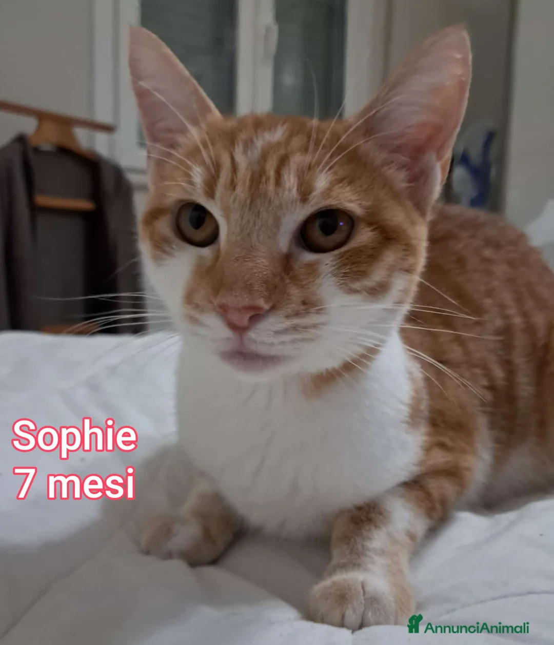 Europeo gatti in regalo: TANTI MICINI SOLI!!!  - Annuncio 1