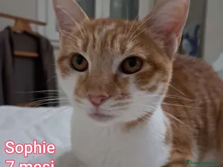 Europeo gatti TANTI MICINI SOLI!!! - Annuncio 9