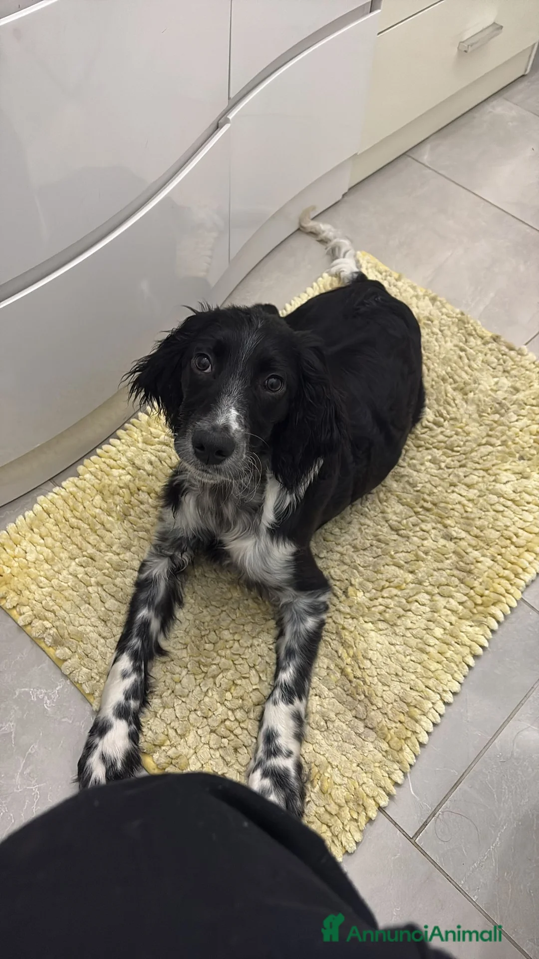 Meticcio cani in regalo: Pongo cerca una nuova casa a Città metropolitana di Roma Capitale - Annuncio 2