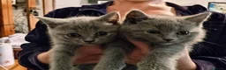 Scottish gatti in vendita: scooths fold - Annuncio 3