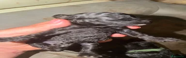 Barboncino Toy 3