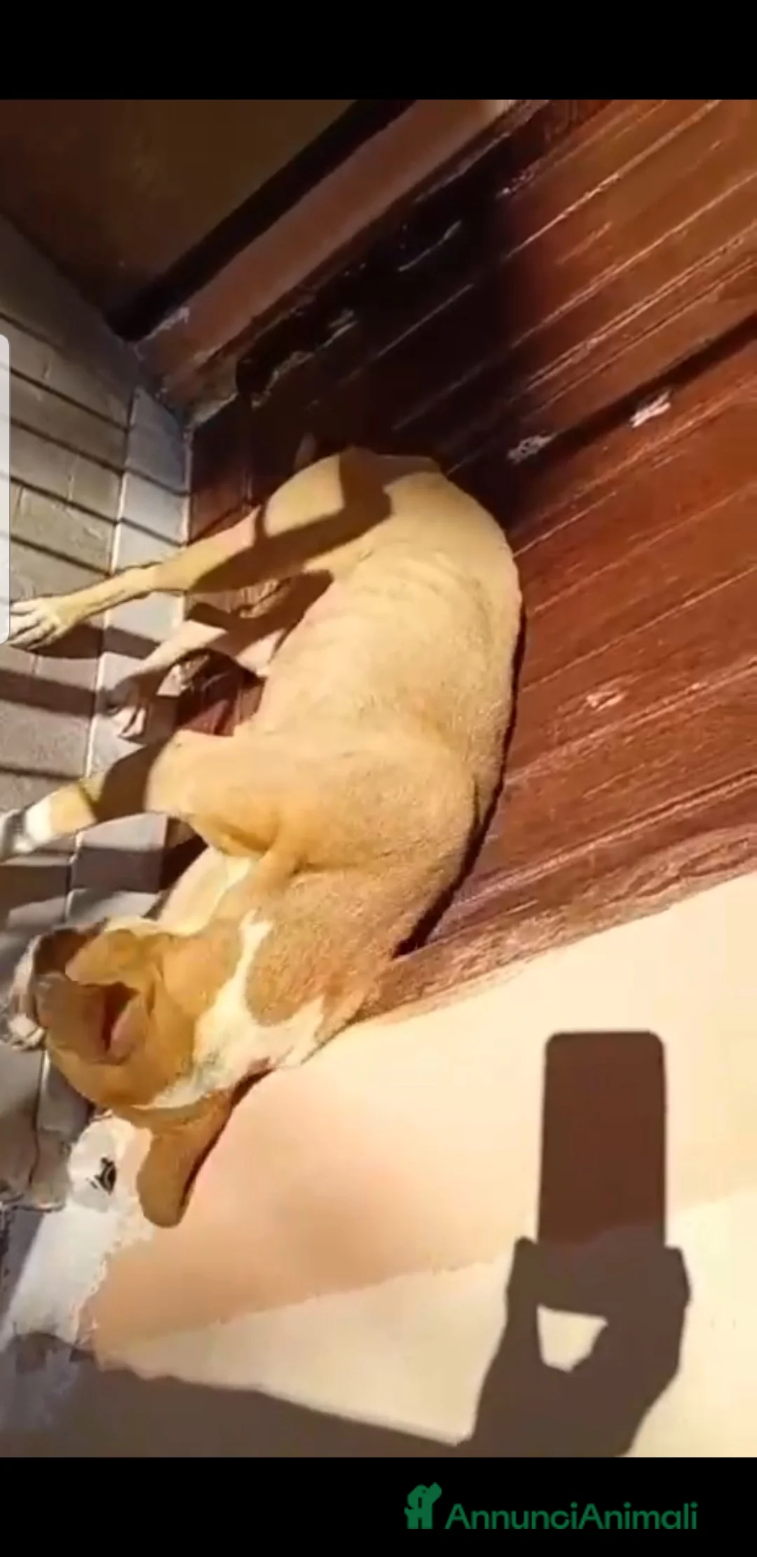 Meticcio cani in regalo: ADOZ.DEL CUORE:la più ORRENDA delle storie che ho! - Annuncio 7