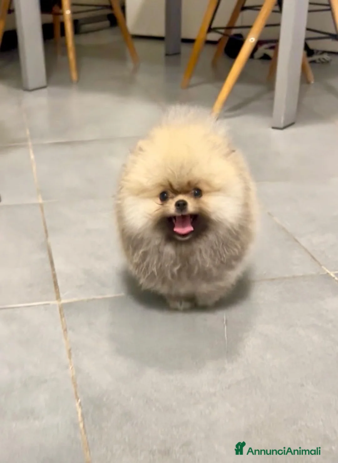 Spitz cani in vendita: Pomerania Spitz Toy nano  - Annuncio 1