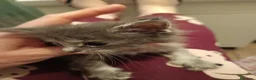 Maine Coon gatti in vendita: Cuccioli Maine coon  - Annuncio 2