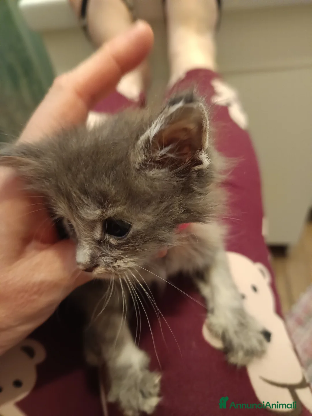 Maine Coon gatti in vendita: Cuccioli Maine coon  - Annuncio 2
