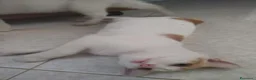 Meticcio gatti in regalo: Trilly, dolcissima gattina - Annuncio 2