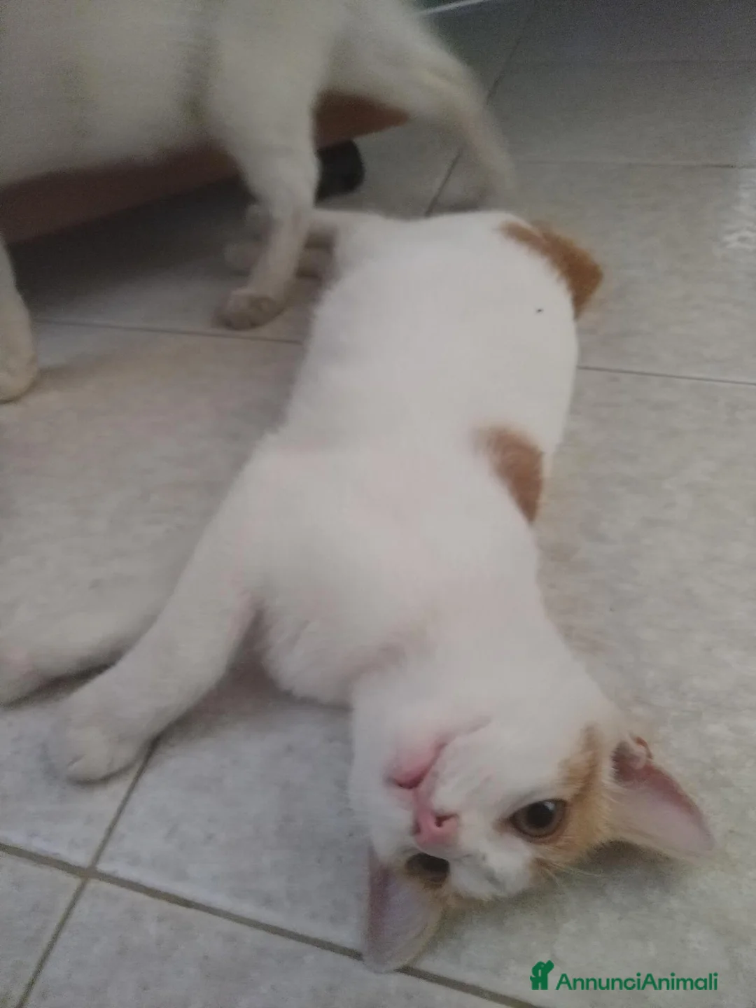 Meticcio gatti in regalo: Trilly, dolcissima gattina - Annuncio 2
