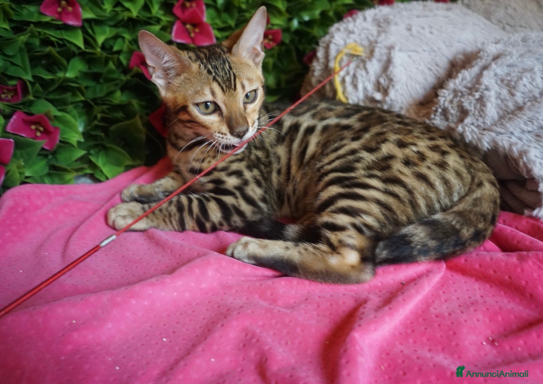 Bengala gatti Cucciolo bengala brown spotted tabby  - Annuncio 4