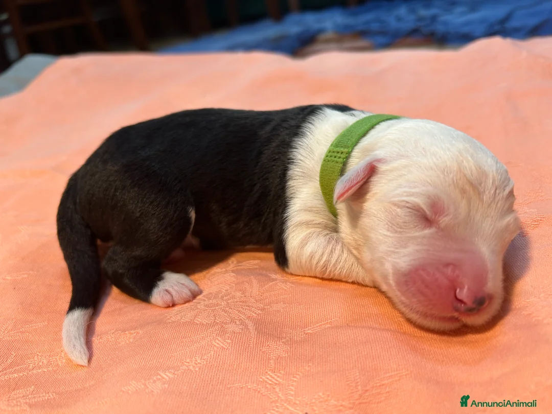 Bobtail cani in vendita: Cuccioli di Bobtail  - Annuncio 5