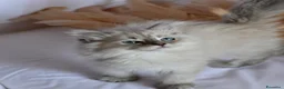 Siberiano gatti in vendita: Cuccioli di Siberiano pedigree Anfi  - Annuncio 8