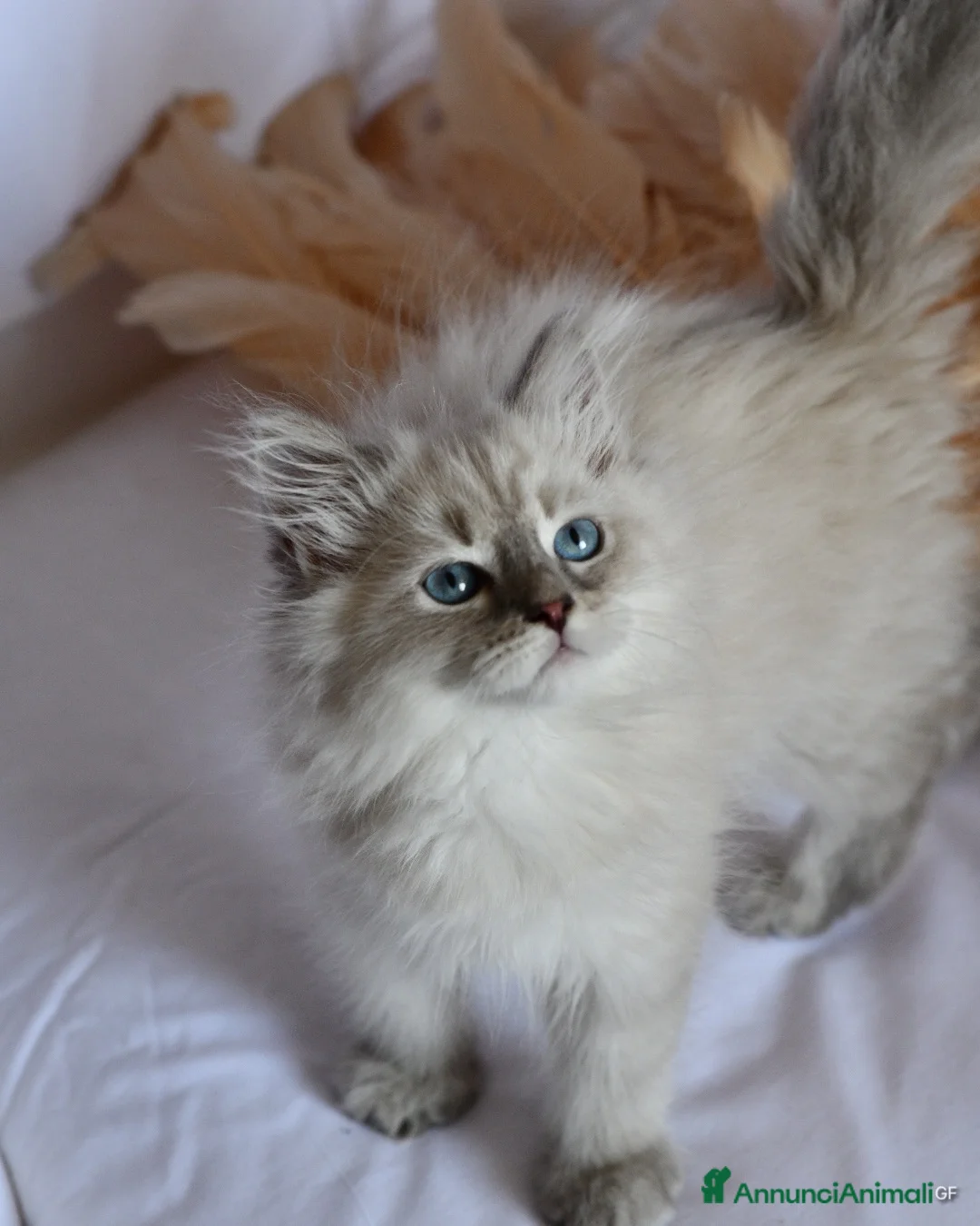 Siberiano gatti in vendita: Cuccioli di Siberiano pedigree Anfi  - Annuncio 8