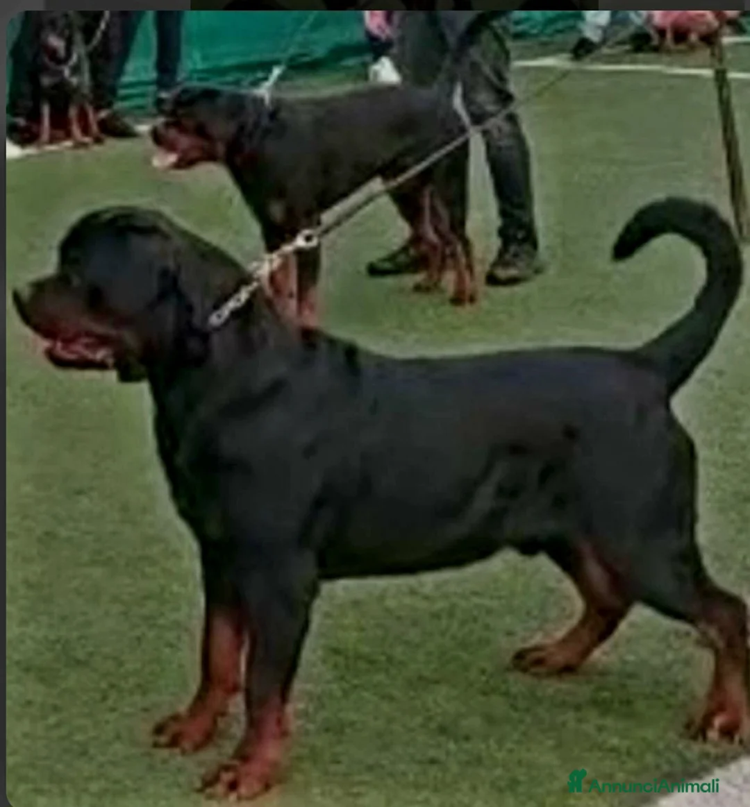 Rottweiler cani per accoppiamento: Rottweiler per monta - Annuncio 2