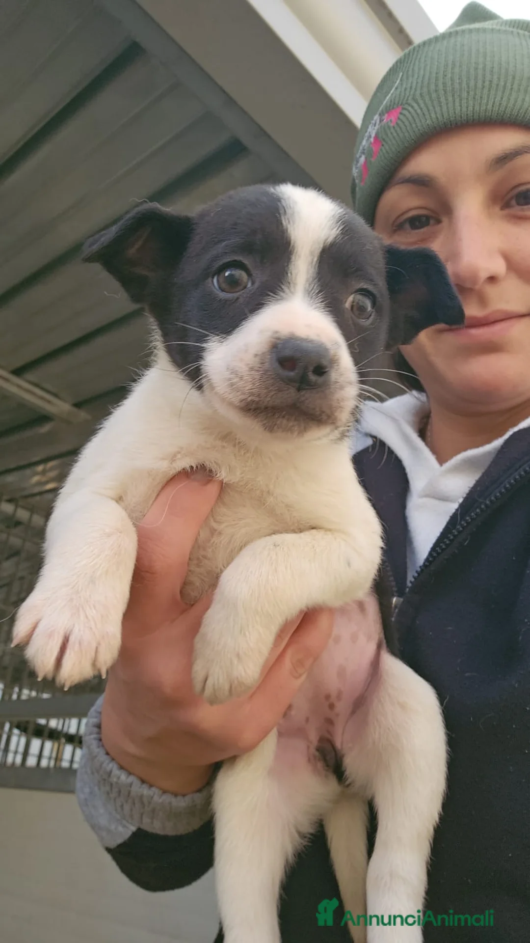 Meticcio cani in regalo: Ponza: cucciola taglia contenuta  - Annuncio 1