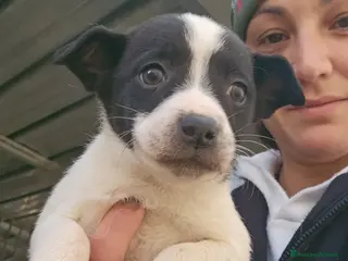 Meticcio cani Ponza: cucciola taglia contenuta - Annuncio 9