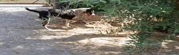 Australian Cattledog cani in regalo: Layla è in cerca di casa gioco e coccole - Annuncio 3