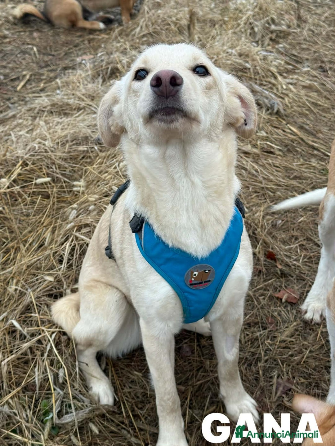 Meticcio cani in regalo: GANA, cucciola super coccolona! Mini Labradorina - Annuncio 8