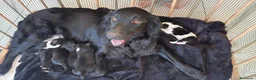 Meticcio cani in vendita: Cuccioli affettuosi perfetti per famiglie  - Annuncio 13