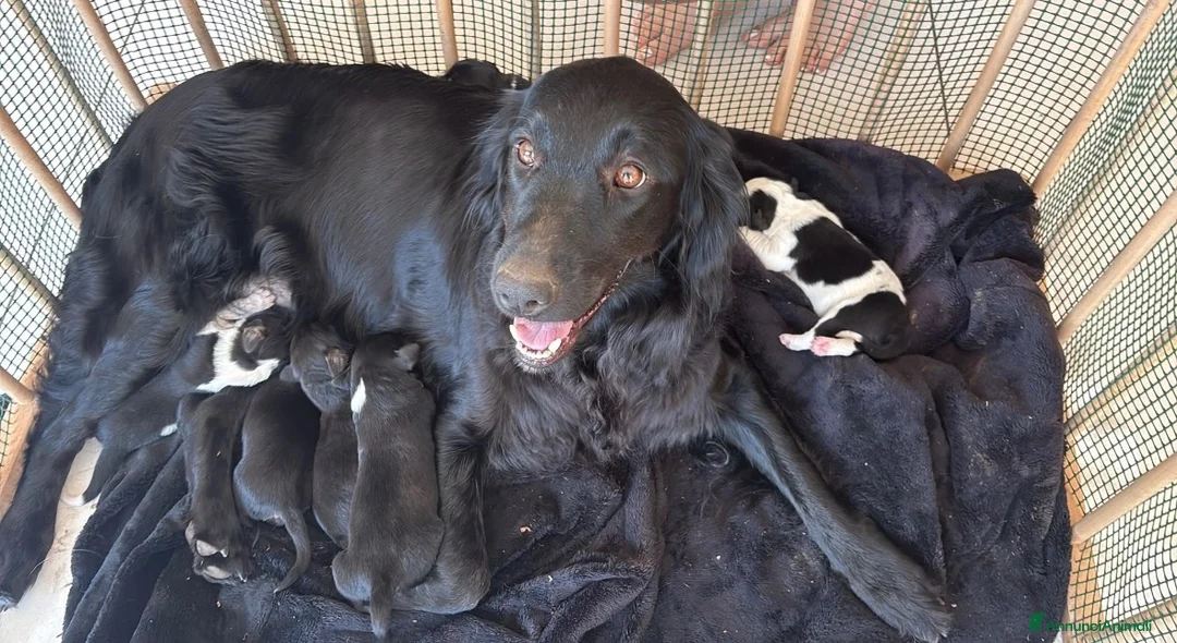 Meticcio cani in vendita: Cuccioli affettuosi perfetti per famiglie  - Annuncio 13