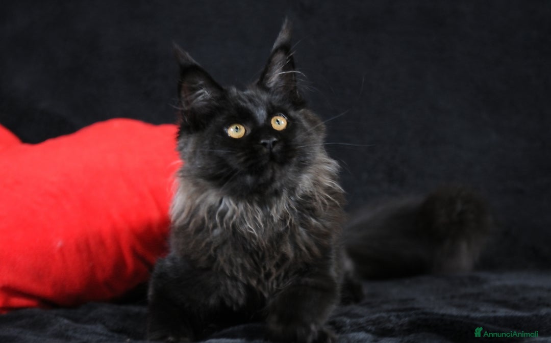 Maine Coon gatti in vendita: Cucciola Black Smoke - Pedigree ANFI - Annuncio 5