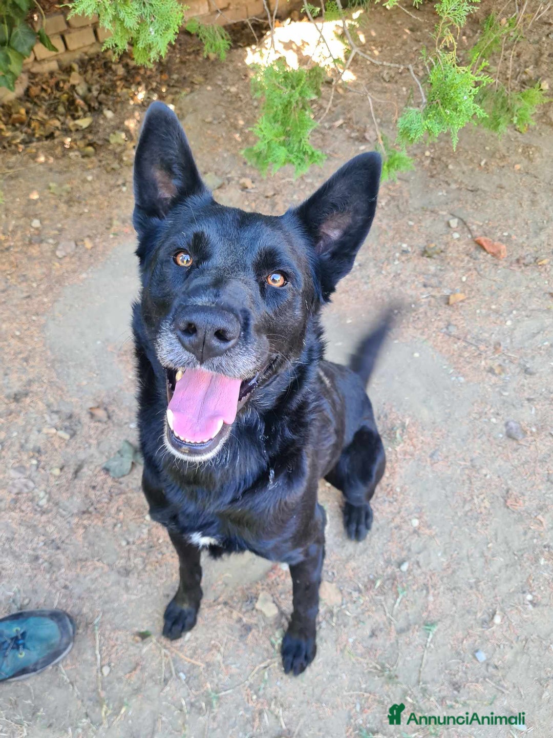 Meticcio cani in regalo: NATHAN, fantastico pastorino in nero! - Annuncio 2