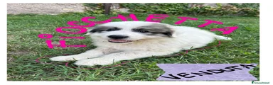 Cane da Montagna dei Pirenei 7