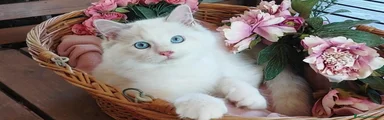 Ragdoll bicolor