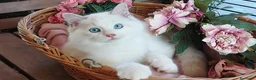 Ragdoll gatti in vendita: Ultimi gattini RAGDOLL con pedigree - Annuncio 3