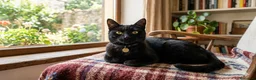 Altre razze gatti in regalo: Gattino nero  a Provincia di Verona - Annuncio 2
