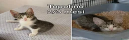 Altre razze gatti in regalo: GATTINI BISOGNOSI IN CERCA D'AMORE  a Città Metropolitana di Bologna - Annuncio 6