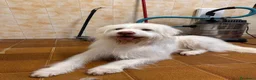 Meticcio cani in regalo: CAMILLO: TRADITO DA CHI AMAVA a Provincia di Ferrara - Annuncio 1
