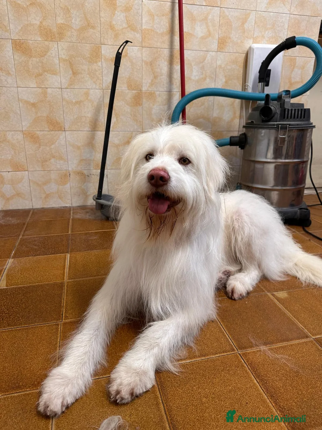 Meticcio cani in regalo: CAMILLO: TRADITO DA CHI AMAVA a Provincia di Ferrara - Annuncio 1