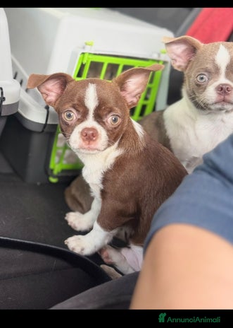 Chihuahua cani - Annuncio 7