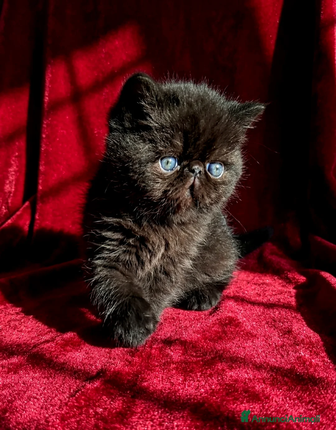 Exotic Shorthair gatti in vendita: Exotic Shorthair  - Annuncio 4