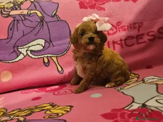 Maltipoo cani Bellissimi cuccioli maltipoo - Annuncio 21