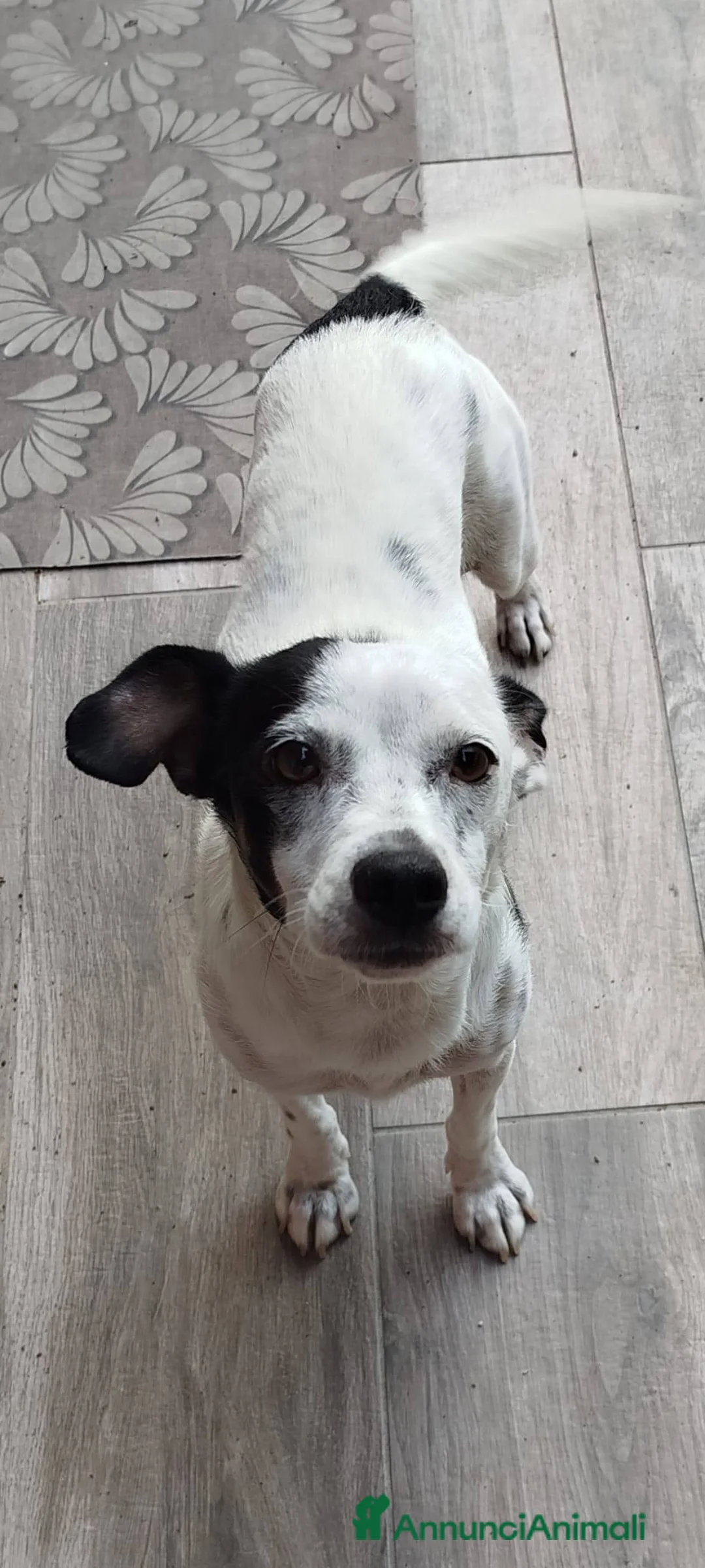 Meticcio cani in regalo: Macchietta abbandonata su una superstrada - Annuncio 3