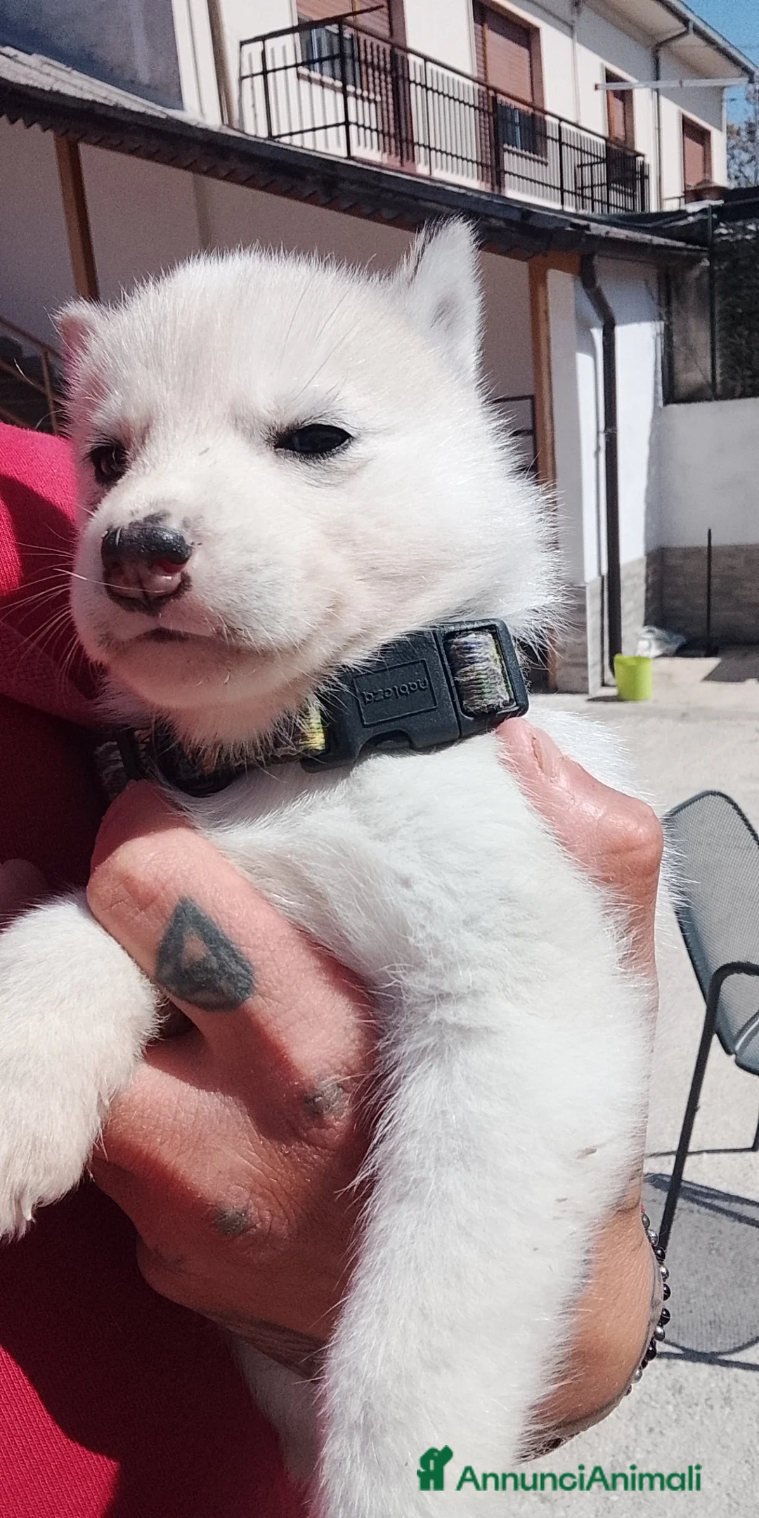 Husky cani in vendita: Siberian Husky  - Annuncio 2