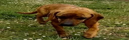 Segugio Maremmano cani in regalo: YUK bravo con tutti! - Annuncio 2