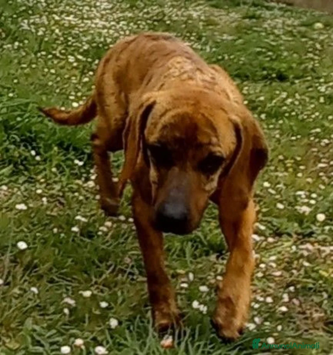 Segugio Maremmano cani in regalo: YUK bravo con tutti! - Annuncio 2