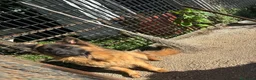 Pastore Tedesco cani in vendita: Vendita cuccioli di pastore tedesco puro - Annuncio 9