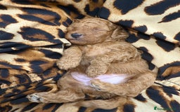 Barboncino cani in vendita: Barboncini nanetti 🐩🐩🐩 - Immagine 21