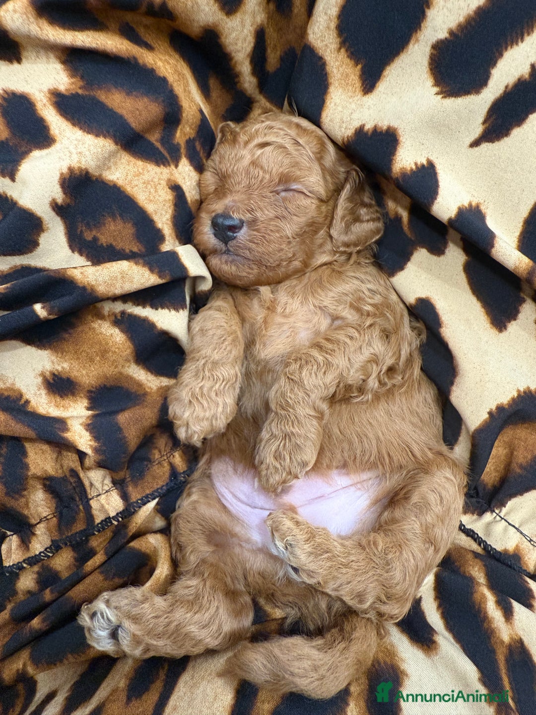 Barboncino cani in vendita: Barboncini nanetti 🐩🐩🐩 - Immagine 21