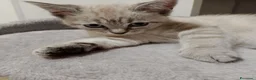 Siamese gatti in vendita: Cucciola di Siamese - Annuncio 4