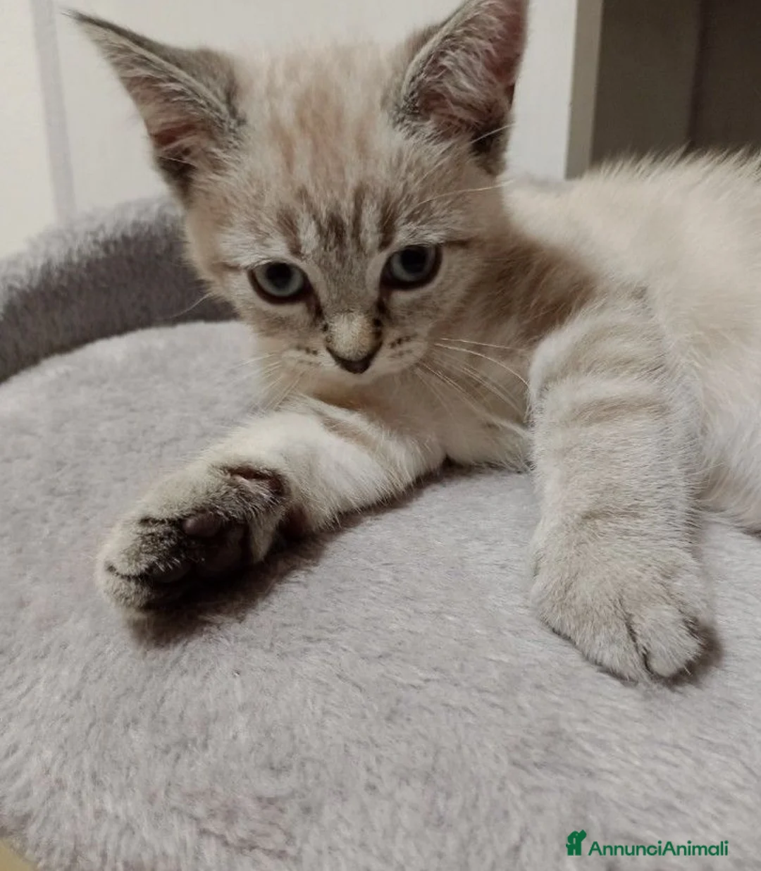 Siamese gatti in vendita: Cucciola di Siamese - Annuncio 4