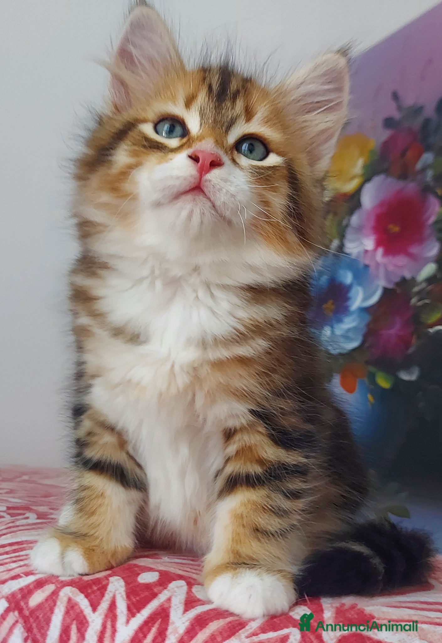 Siberiano gatti Cucciolo Siberiano Certificato  - Annuncio 1