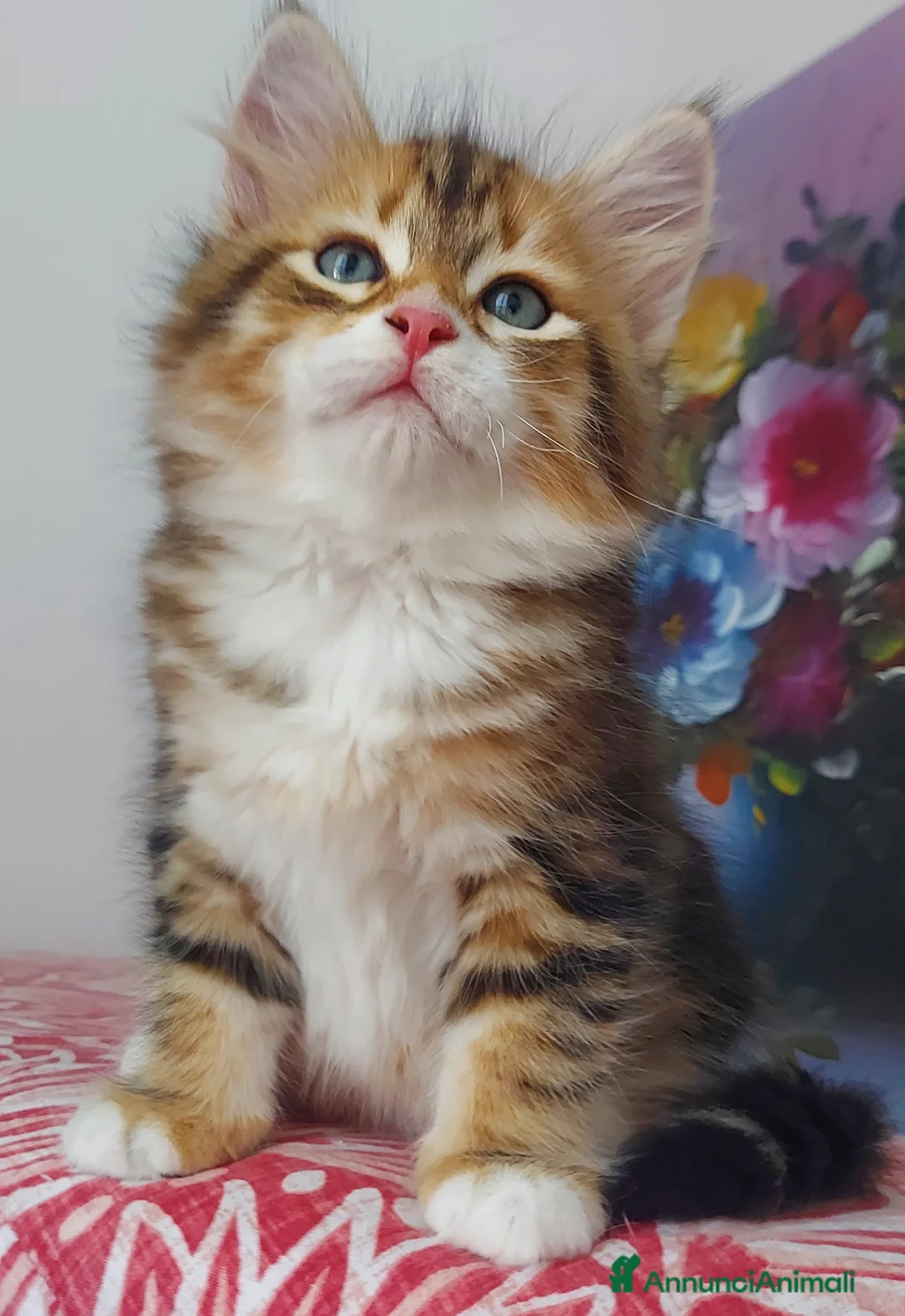 Siberiano gatti in vendita: Cucciolo Siberiano Certificato  - Annuncio 1